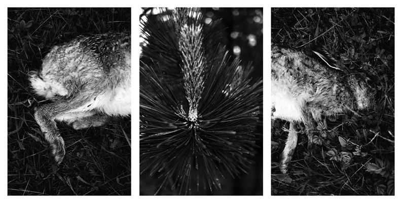 BOGENBERGER Photographie Ausstellung seitwaerts Unterfahrt Hase